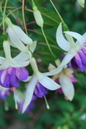 Fuchsia rustique, résistant à l'hiver