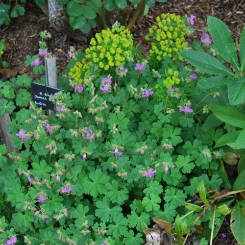 Géranium couvre sol, floraison rose, idéal pour plantation en pleine terre et pot. Très robuste.
