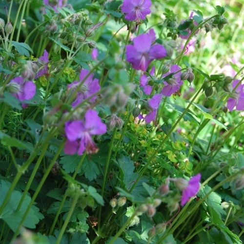 Géranium couvre sol, floraison rose, idéal pour plantation en pleine terre et pot. Très robuste.