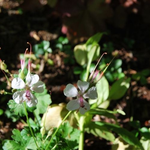 Géranium cantabrigiense ‘Harz’