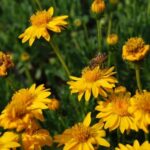 couvre sol persistant de plein soleil