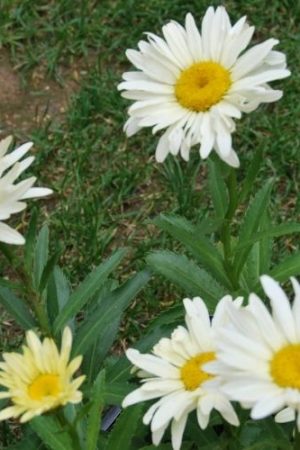 Marguerite d'été jaune