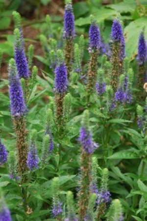 Véronique, plante vivace de jardin