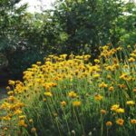 couvre sol persistant de plein soleil