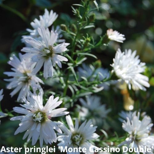 Aster blanc double
