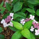 Hortensia de jardin