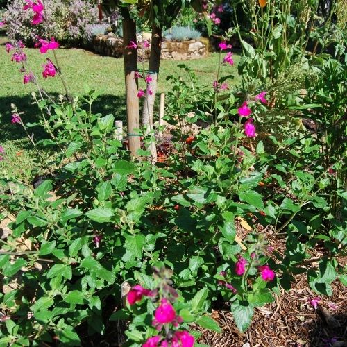 Salvia microphylla ‘Cerro Potosi’