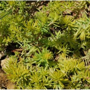 Sempervivum, Orpin, plante grasse, plante succulente, production Française