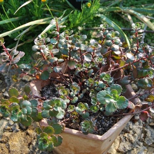 Sedum spurium ‘Purpur Winter’