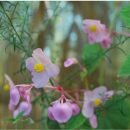 Le Begonia grandis evansiana est le seul capable de résister à l'hiver