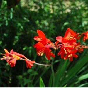 Crocosmia, Montbretia, plante vivace bulbeuse à floraison rouge orangé