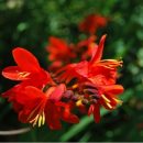 Crocosmia, Montbretia, plante vivace bulbeuse à floraison rouge orangé