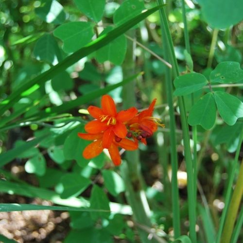 Montbretia vivace orange