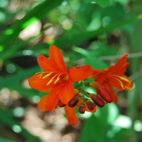 Montbretia vivace orange