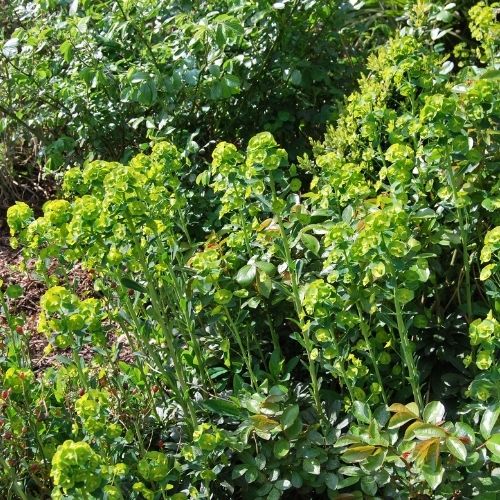 Euphorbia amygdaloides ‘Robbiae’