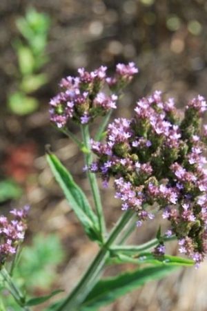 Verveine Brésilienne