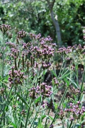 Verveine Brésilienne