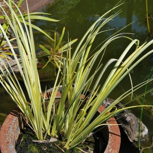 Acorus gramineus 'Ogon', plante semi-aquatique à feuillage persistant vert et jaune