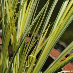 Acorus gramineus 'Ogon', plante semi-aquatique à feuillage persistant vert et jaune