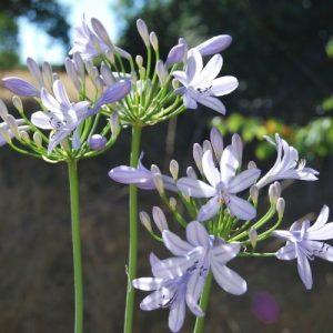 agapanthe à floraison bleu clair, feuillage persistant