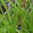 Carex bord de mare, zone humide