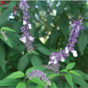 Sauge de jardin à floraison de fin d'été, automne. Passion des sauges