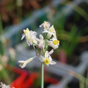 Ail Africain, Tulbaghia, en fleurs de juin à octobre. Plein soleil, pleine terre et poterie terrasse