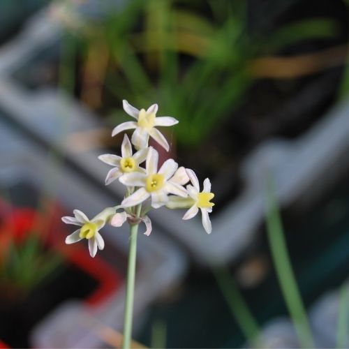 Ail Africain, Tulbaghia, en fleurs de juin à octobre. Plein soleil, pleine terre et poterie terrasse