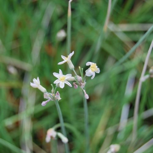 Ail Africain, Tulbaghia, en fleurs de juin à octobre. Plein soleil, pleine terre et poterie terrasse