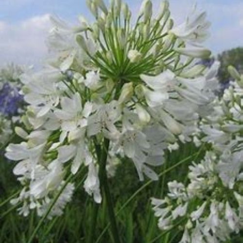 Une belle Agapanthe à floraison blanc, feuillage persistant