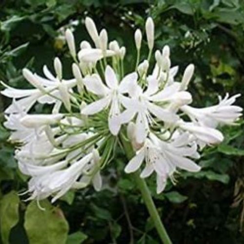 Une belle Agapanthe à floraison blanc, feuillage persistant