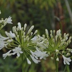 Une belle Agapanthe à floraison blanc, feuillage persistant