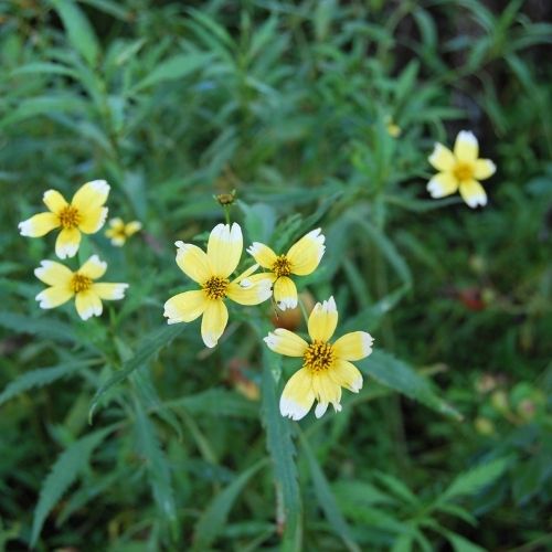 Bidens heterophylla ‘Hannay’s Lemon Drop’
