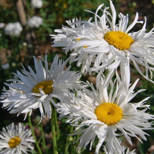 Marguerite d'été à floraison blanche, pétales frisées