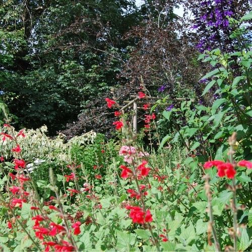 Salvia darcyi, sauge arbustive rustique à floraison rouge en été