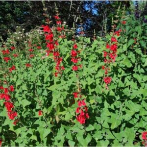 Salvia darcyi, sauge arbustive rustique à floraison rouge en été