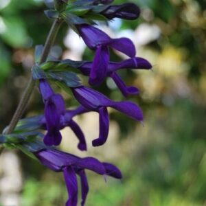 Salvia guaranitica 'Jean's Purple Passion', Sauge vivace à floraison d'été violette