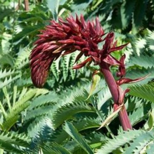 Melianthus une plante vivace haute de plein soleil