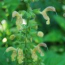 Salvia glutinosa, sauge glutineuse. Floraison d'été, exposition ombragée