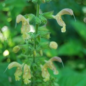 Salvia glutinosa, sauge glutineuse. Floraison d'été, exposition ombragée