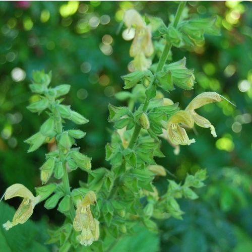 Salvia glutinosa, sauge glutineuse. Floraison d'été, exposition ombragée