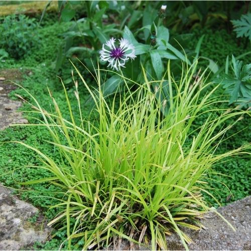 Graminée à feuillage persistant jaune doré, pot et pleine terre en bordure