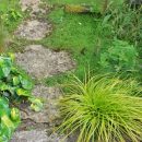 Graminée à feuillage persistant jaune doré, pot et pleine terre en bordure