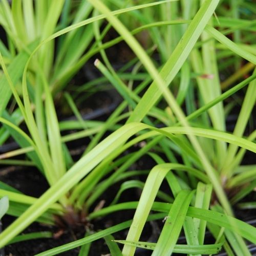 Carex oshimensis ‘Everillo