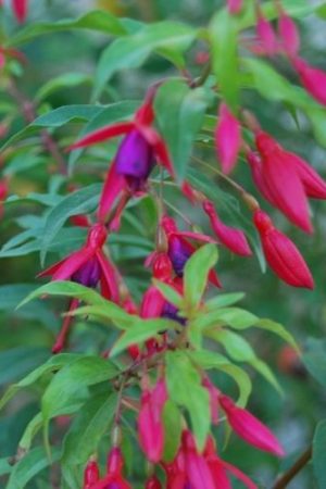 Fuchsia à floraison rouge et violet en été. Belle arbuste.