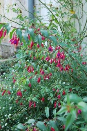 Fuchsia à floraison rouge et violet en été. Belle arbuste.