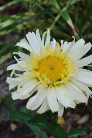 Marguerite d'été jaune double, plante vivace