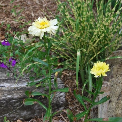 Marguerite d'été jaune double, plante vivace