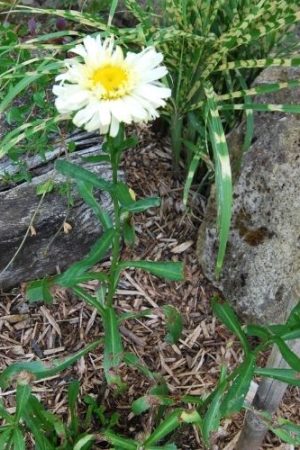 Marguerite d'été jaune double, plante vivace