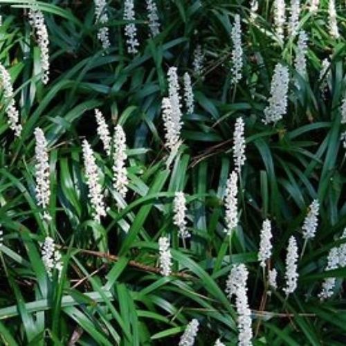 Liriope muscari 'Monroe White', plante vivace à feuillage persistant, ombre sèche